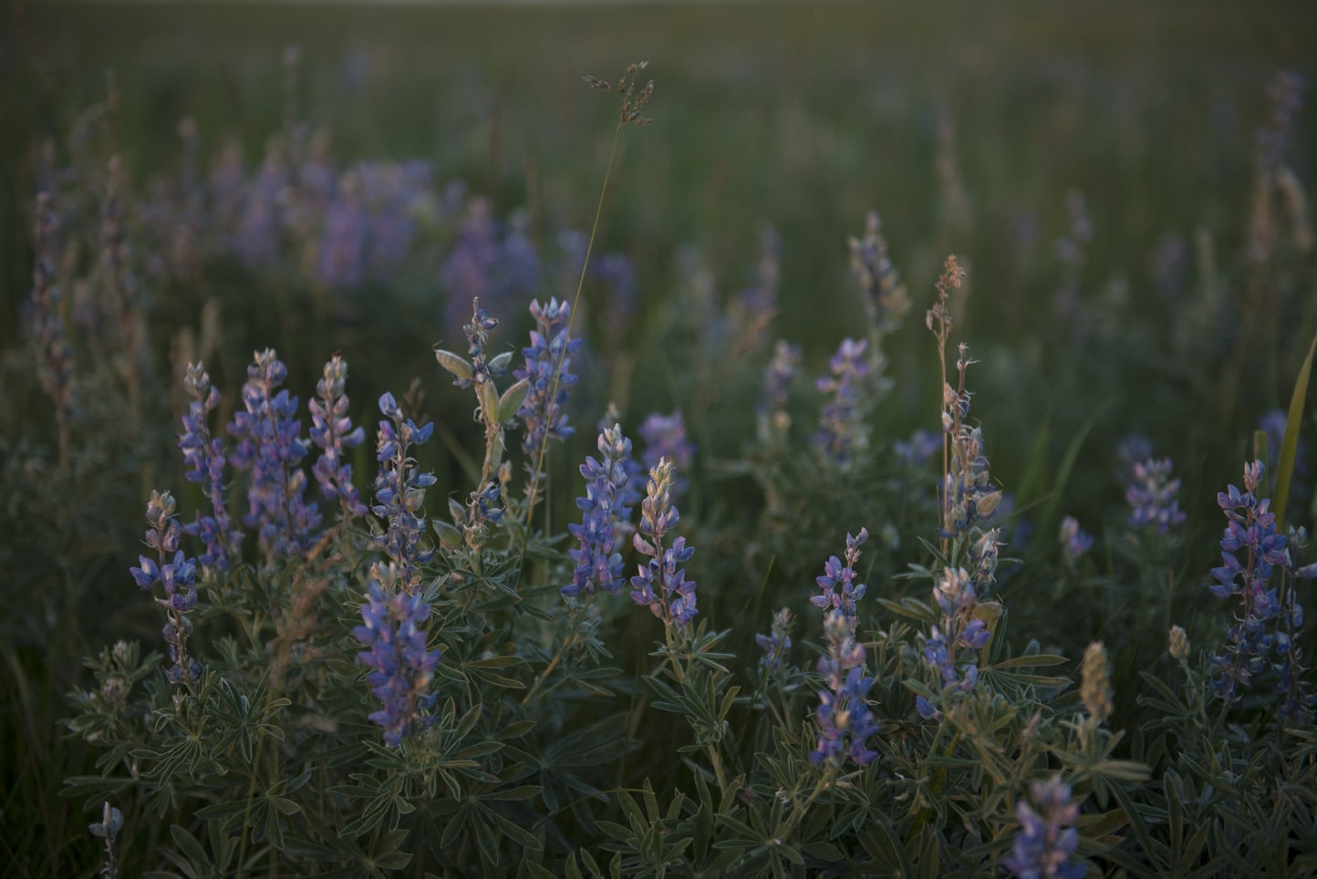 Fish Creek Park Engagement Session Calgary Blair Marie Photography