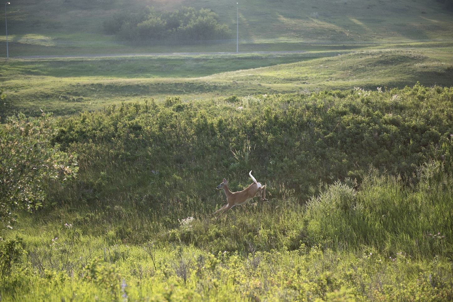 Fish Creek Park Engagement Session Calgary Blair Marie Photography