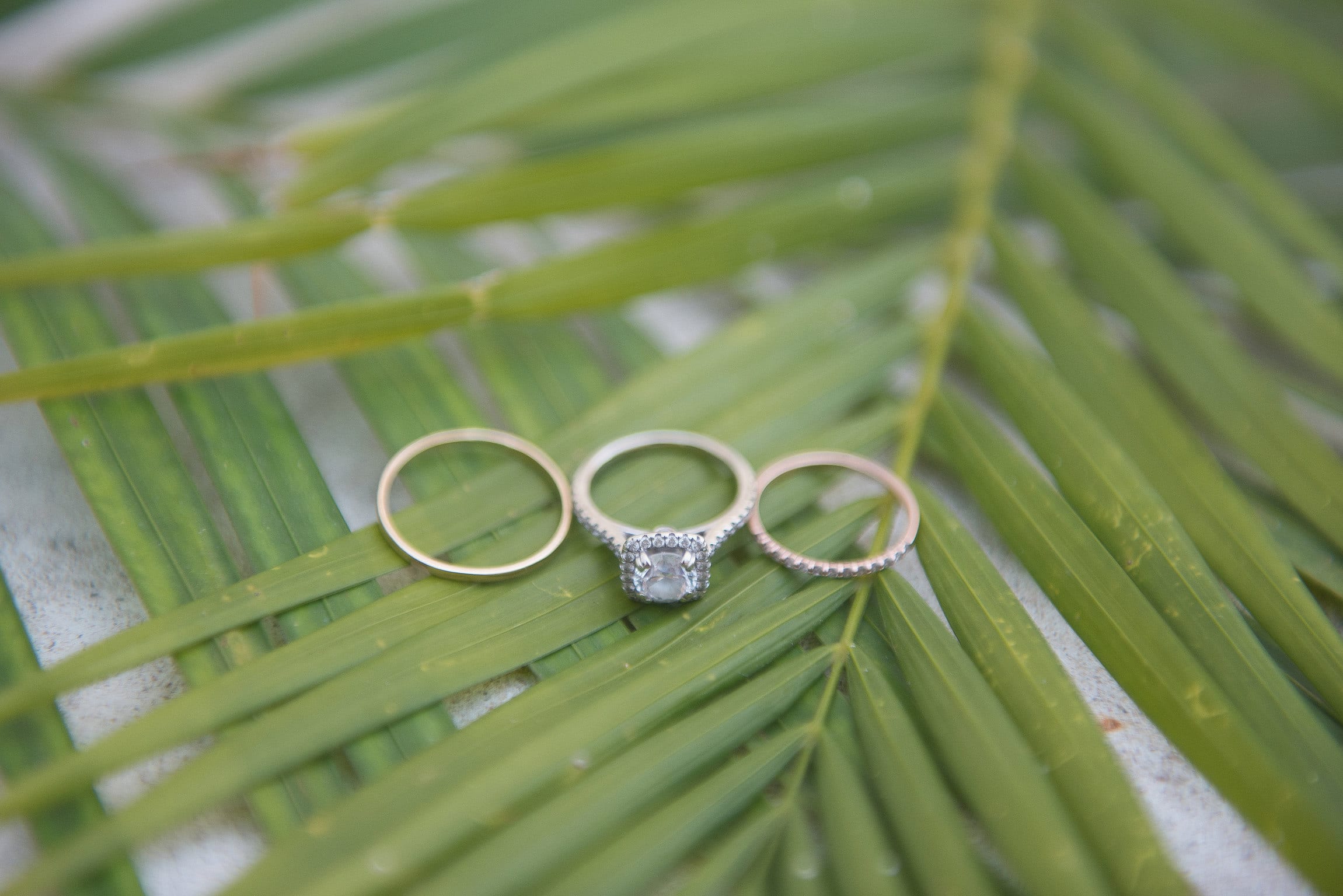 Wedding bands on green fern 