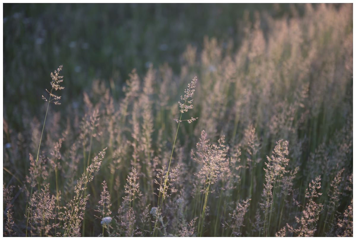 sunset wheat field